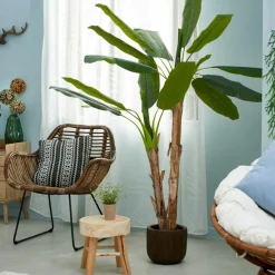 CASA BANANA Bananier Vert