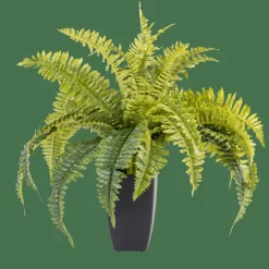 CASA BOSTON Fougère Vert