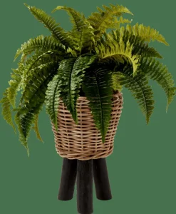 CASA BOSTON Fougère Vert