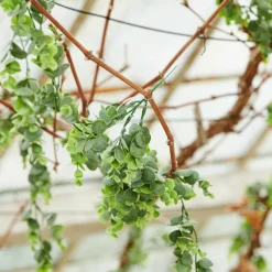 CASA GREEN Boule Buis Vert