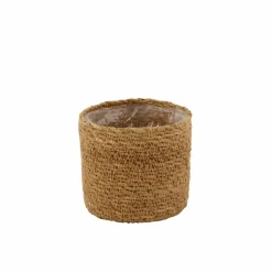 CASA HERBA Herbe En Pot Vert