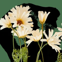 CASA INDI Tige De Fleurs Crème