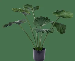 CASA LOTUS Plante Vert