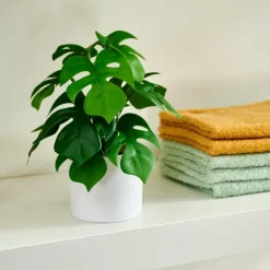 CASA MONSTERA Plante Diverses Couleurs