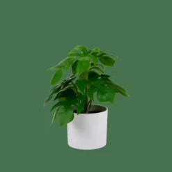 CASA MONSTERA Plante Diverses Couleurs