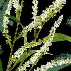 CASA OPHIO Branche Blanc