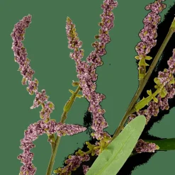 CASA OPHIO Branche Mauve