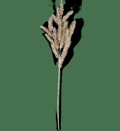 CASA PINE Branche Doré