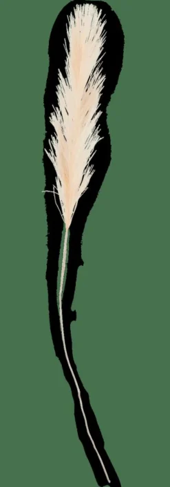 CASA PLUME Plumes Décoratives Crème