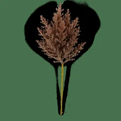 CASA PLUME Tige Panache Brun