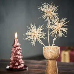 CASA STAR Décoration Séchée