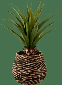 CASA VERA Aloe Vera Vert