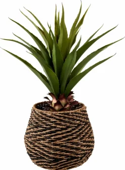 CASA VERA Plante Grasse Sur Tige Vert