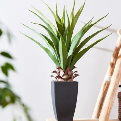 CASA VERA Plante Grasse Sur Tige Vert